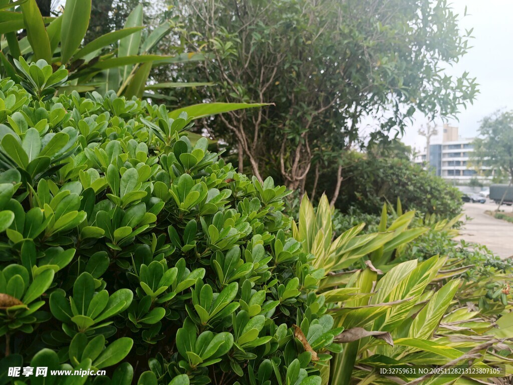 海滨绿植景观