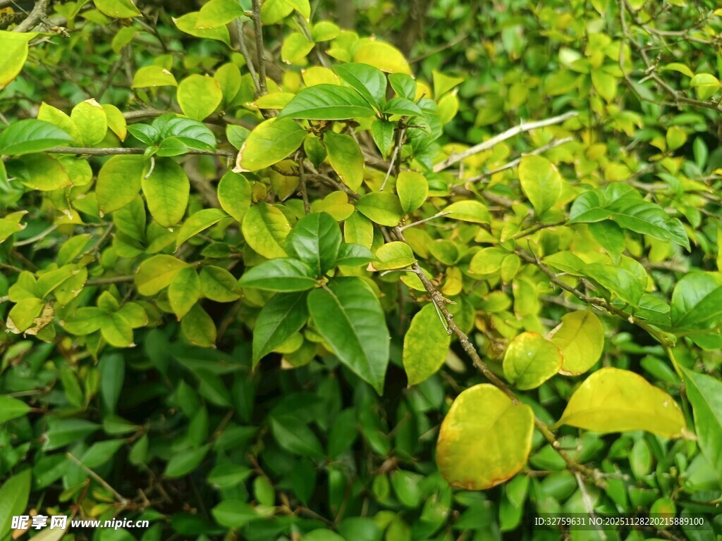 翠绿繁茂的枝叶景观