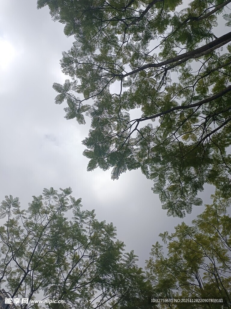 仰视树林中的天空