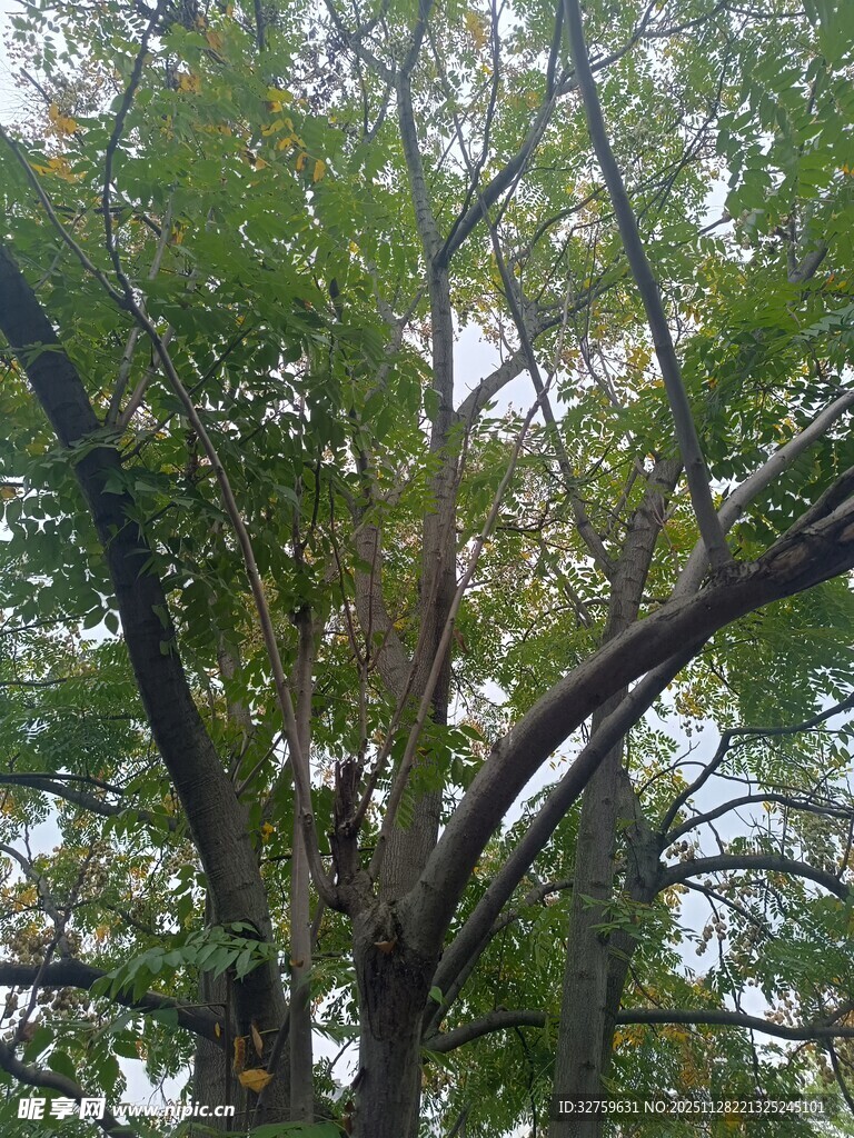 繁茂大树展现自然生机