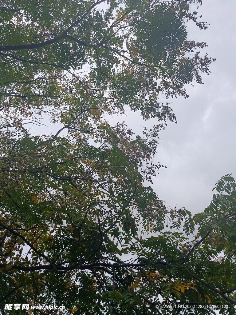 仰视茂密枝叶的天空