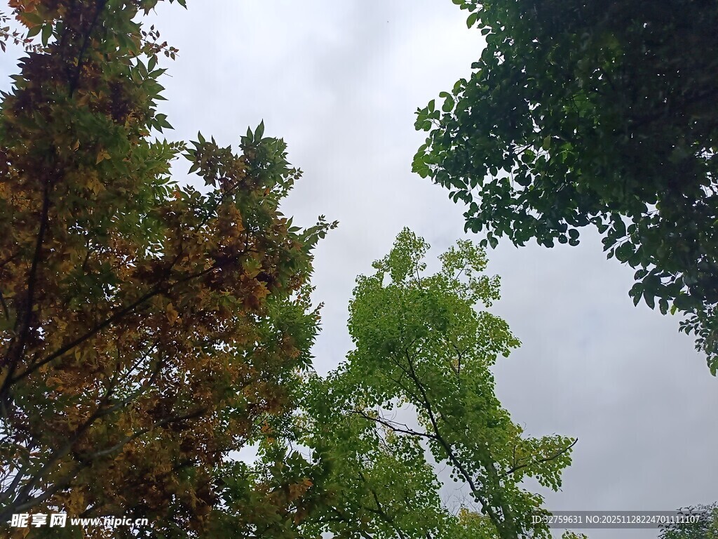 仰视绿树与天空景色