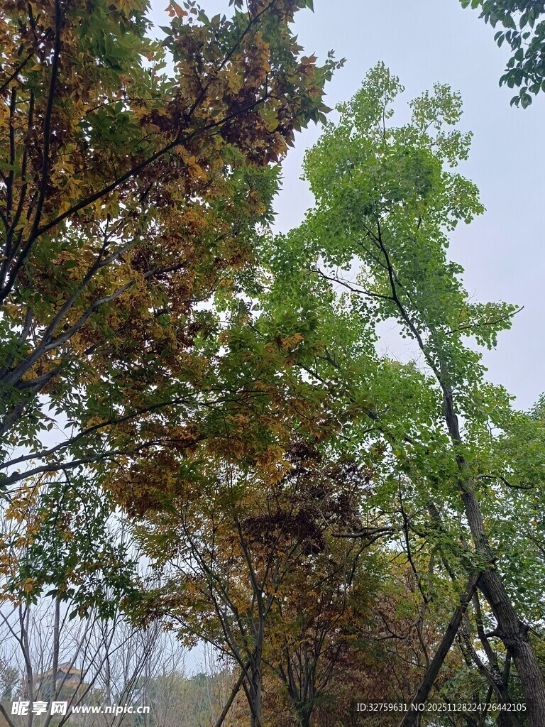 秋日树林中的多彩树叶