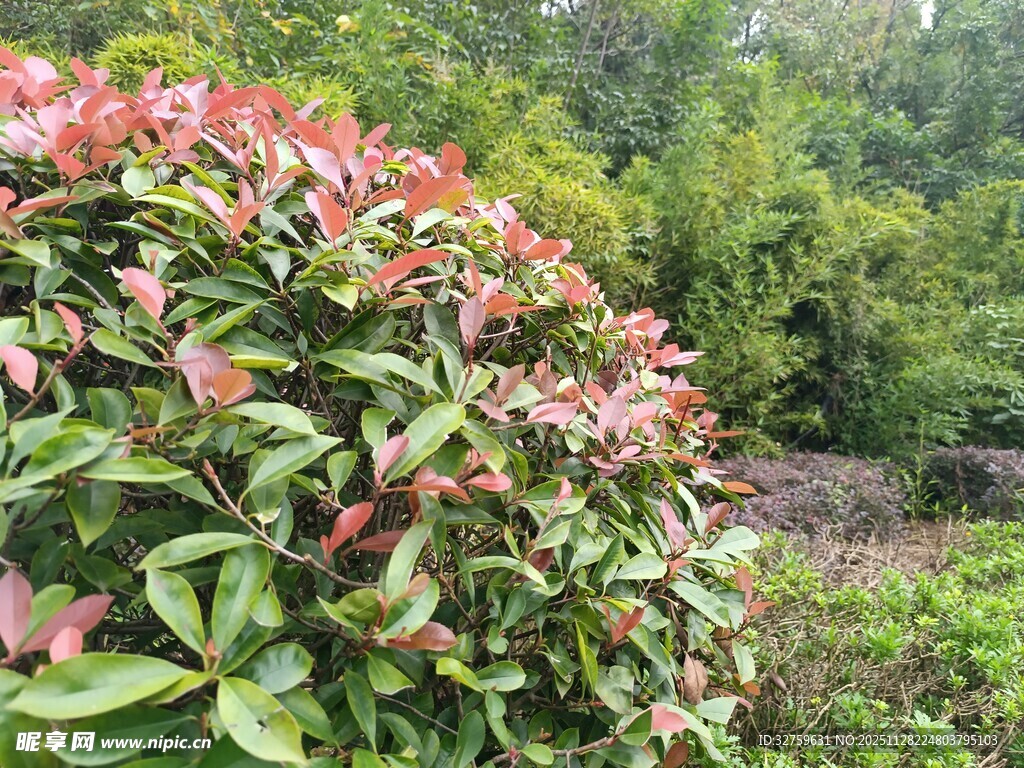 红叶绿植景观