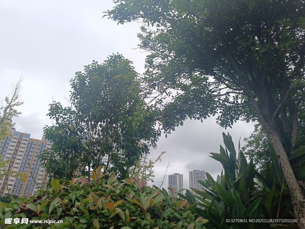 城市中繁茂的绿树景观