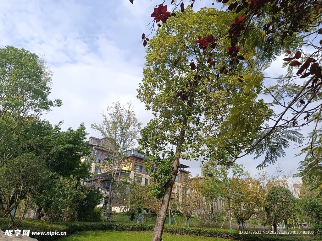 园林美景中的繁茂树木