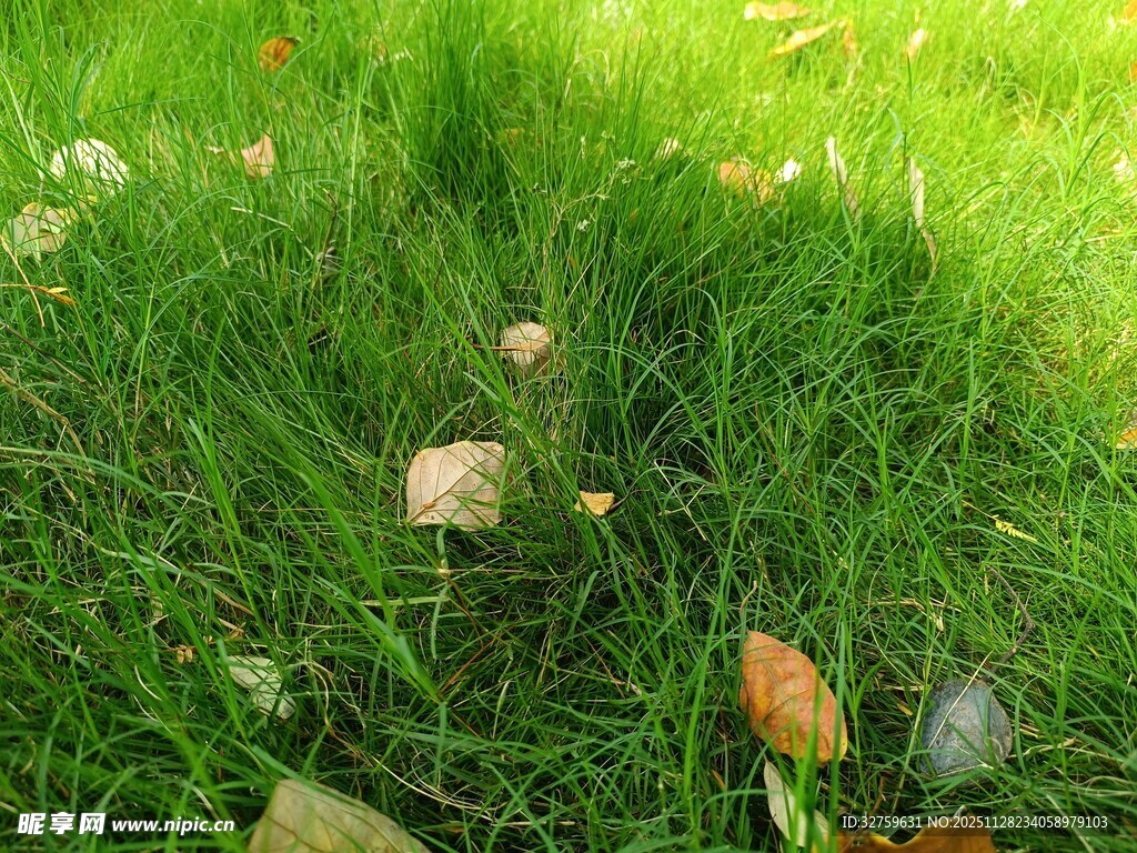 阳光下的草地与散落石块