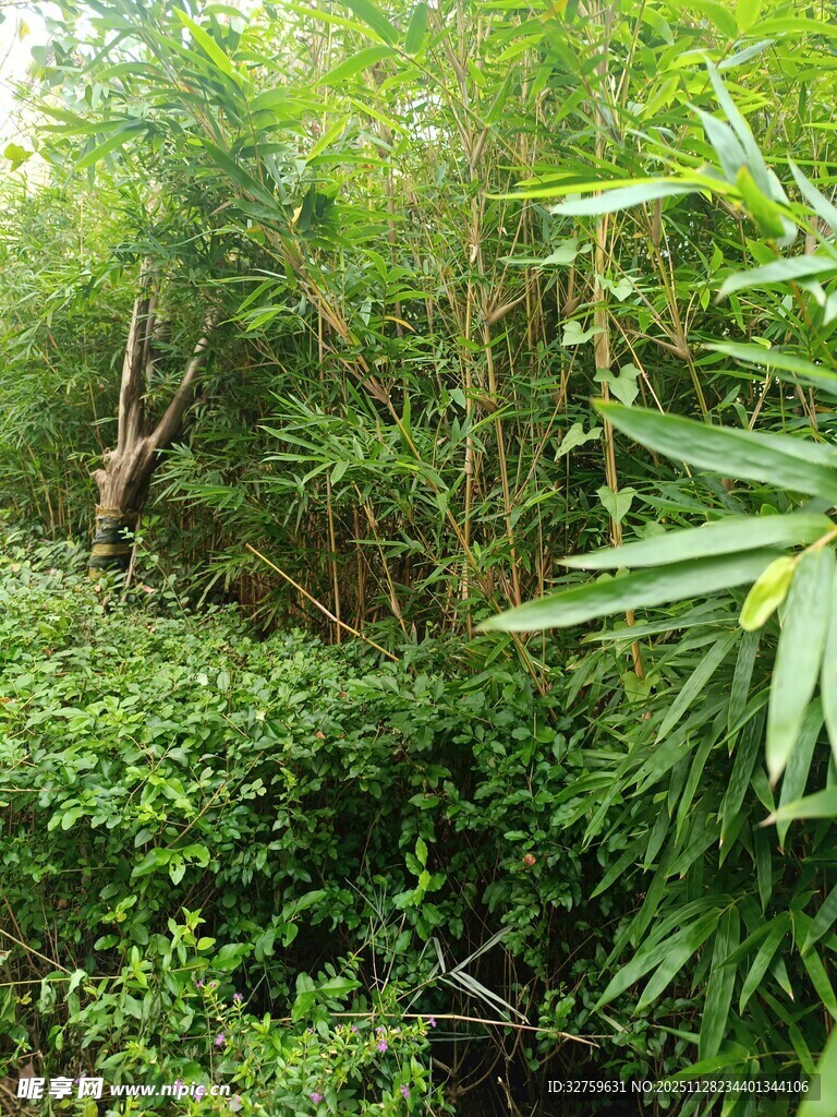 茂密丛林绿意盎然