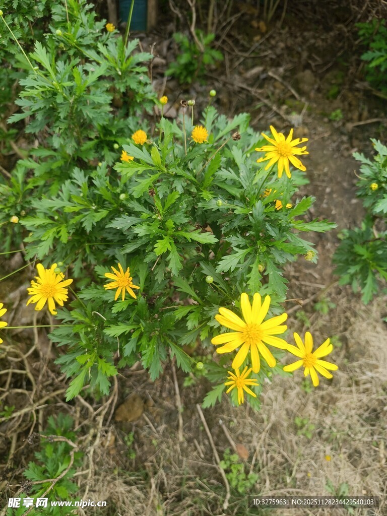 黄色小花绽放于绿植间