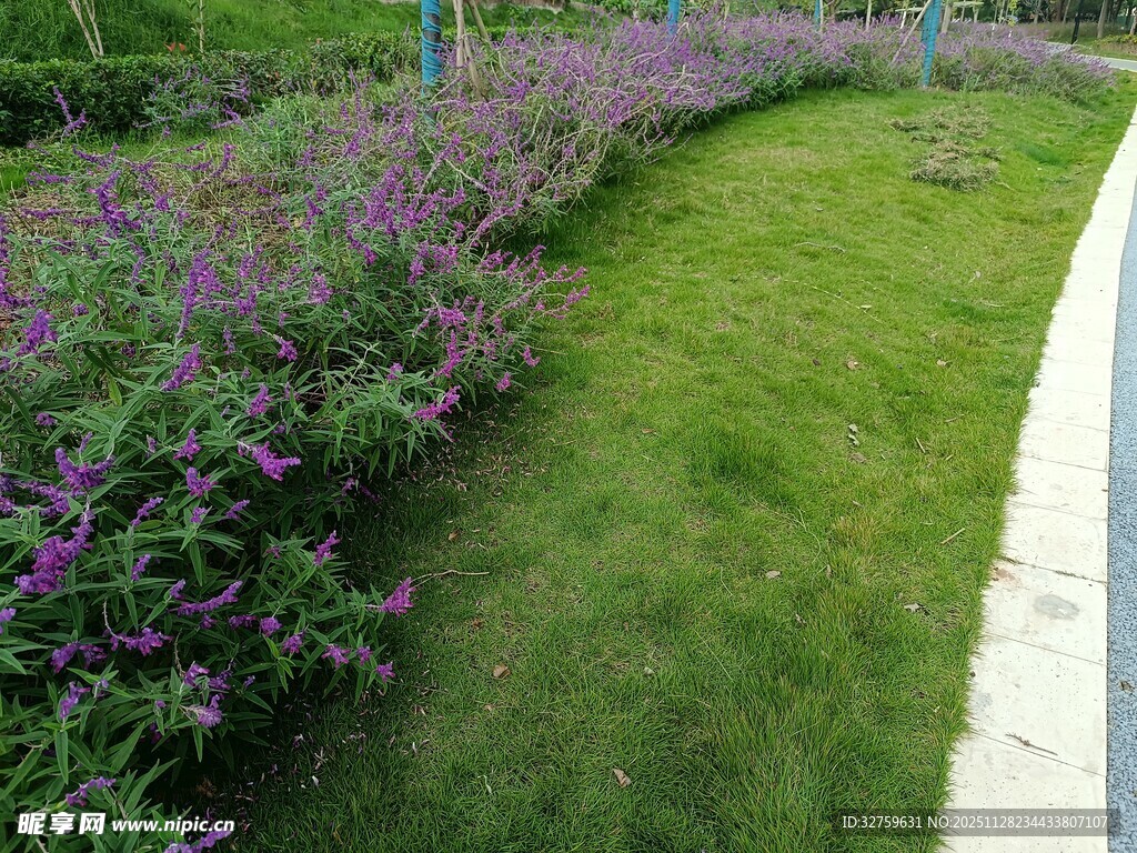 路边紫色花卉与翠绿草坪