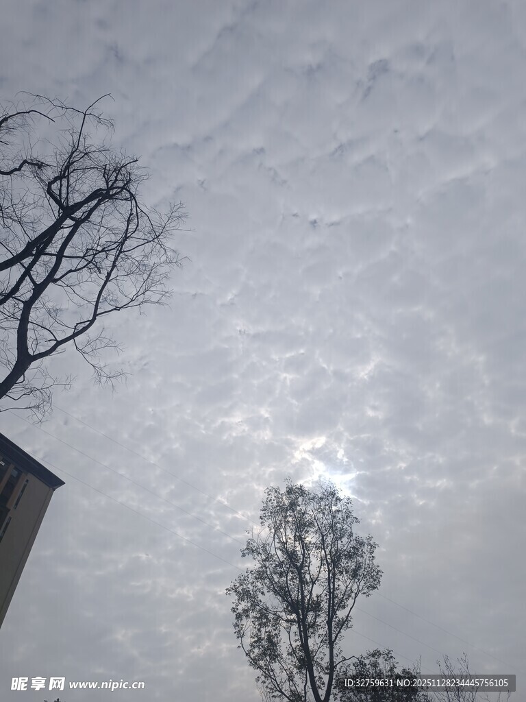 冬日天空下的光秃树木