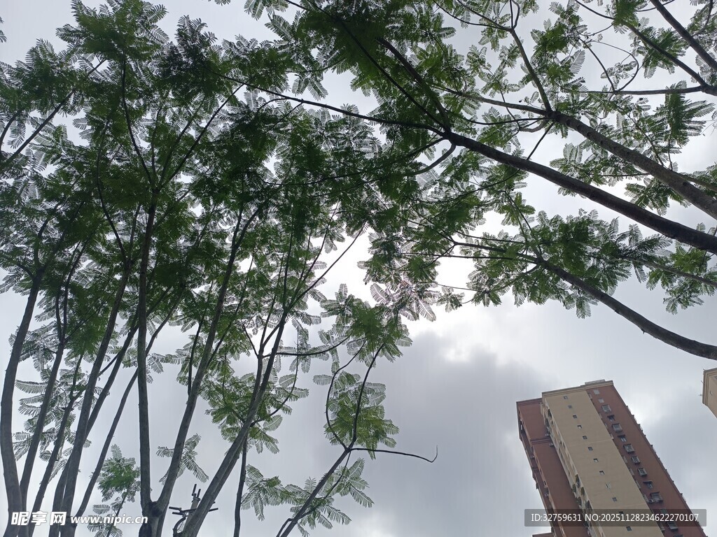 仰视绿树与高楼景象