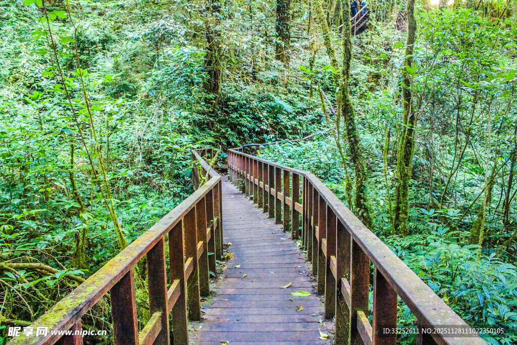 漫步林间木栈道