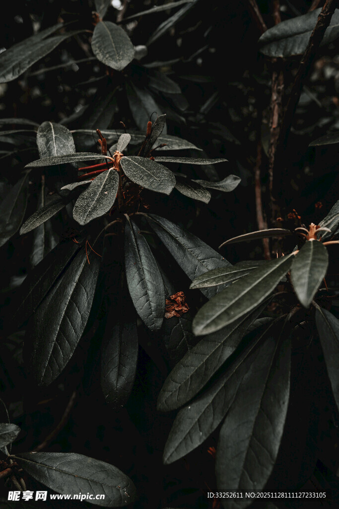 深绿叶间的一抹灵动红