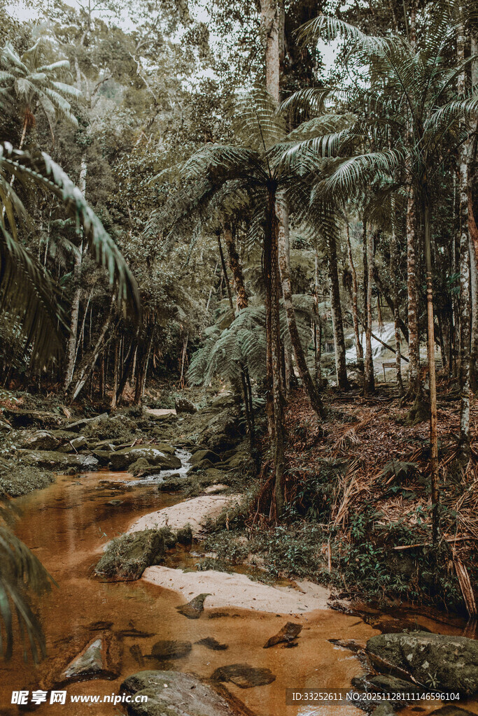 森林中的潺潺溪流