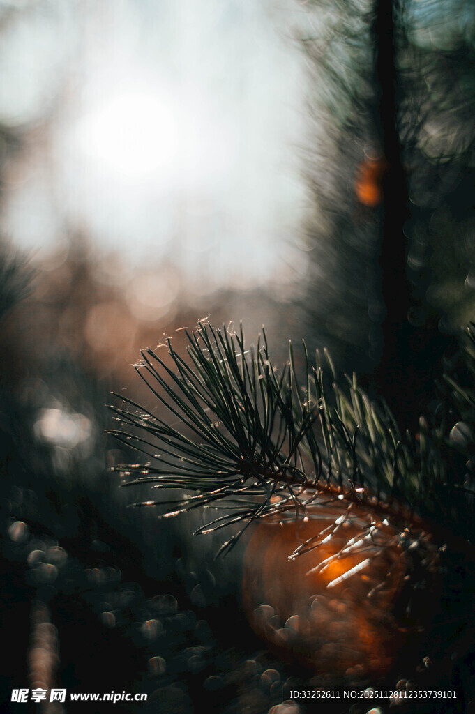 松枝上的暖光装饰