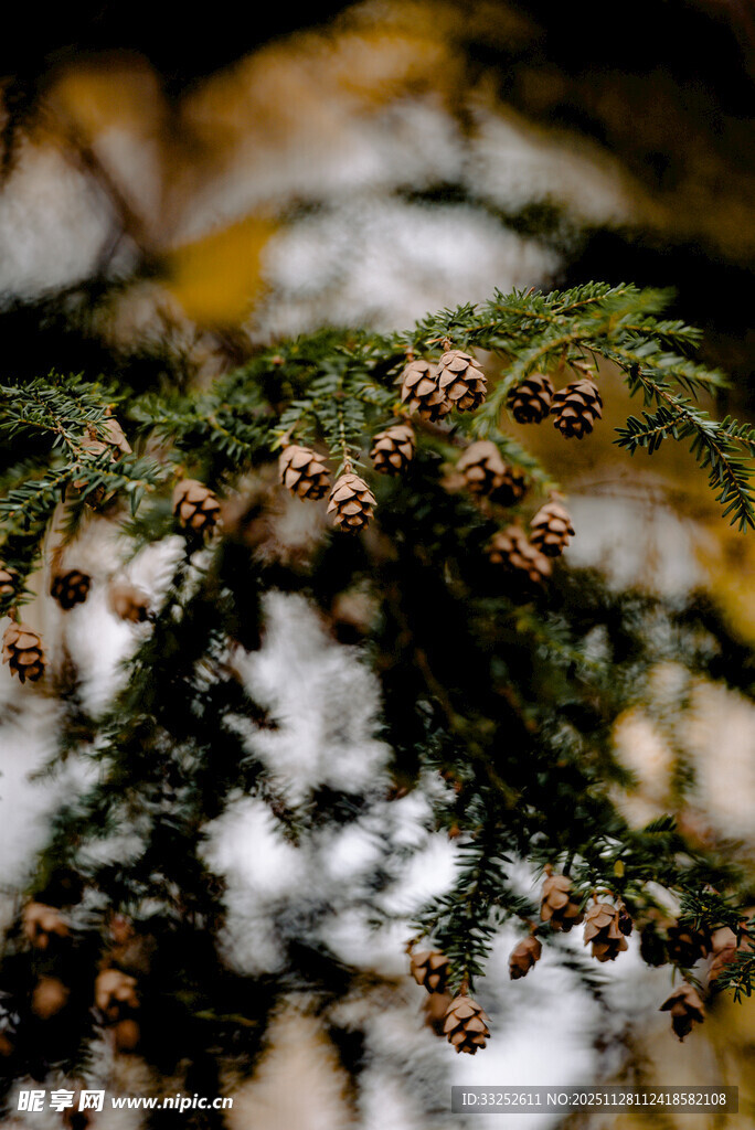 松枝上的松果特写