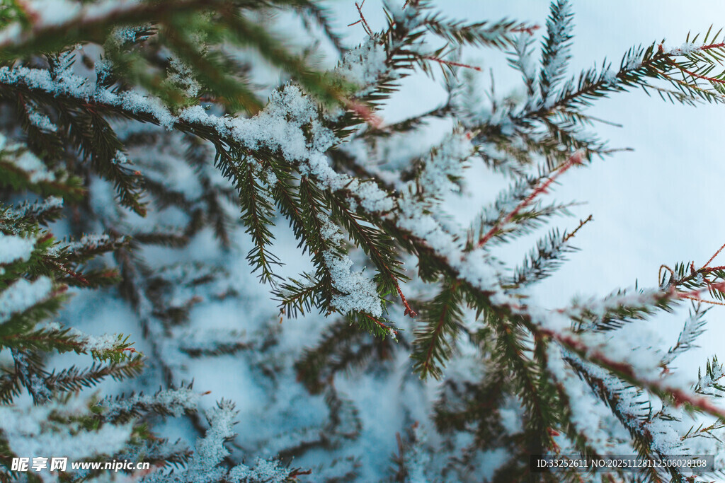 雪覆松枝的冬日景致