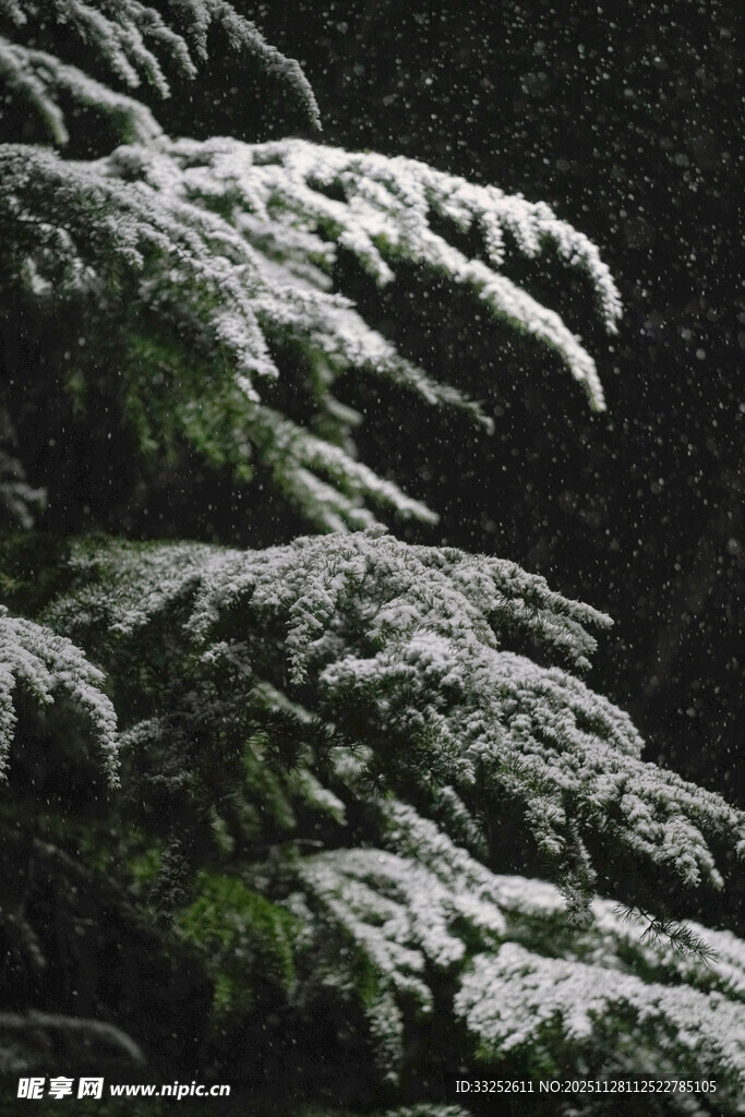 雪覆松枝 尽显冬日景致