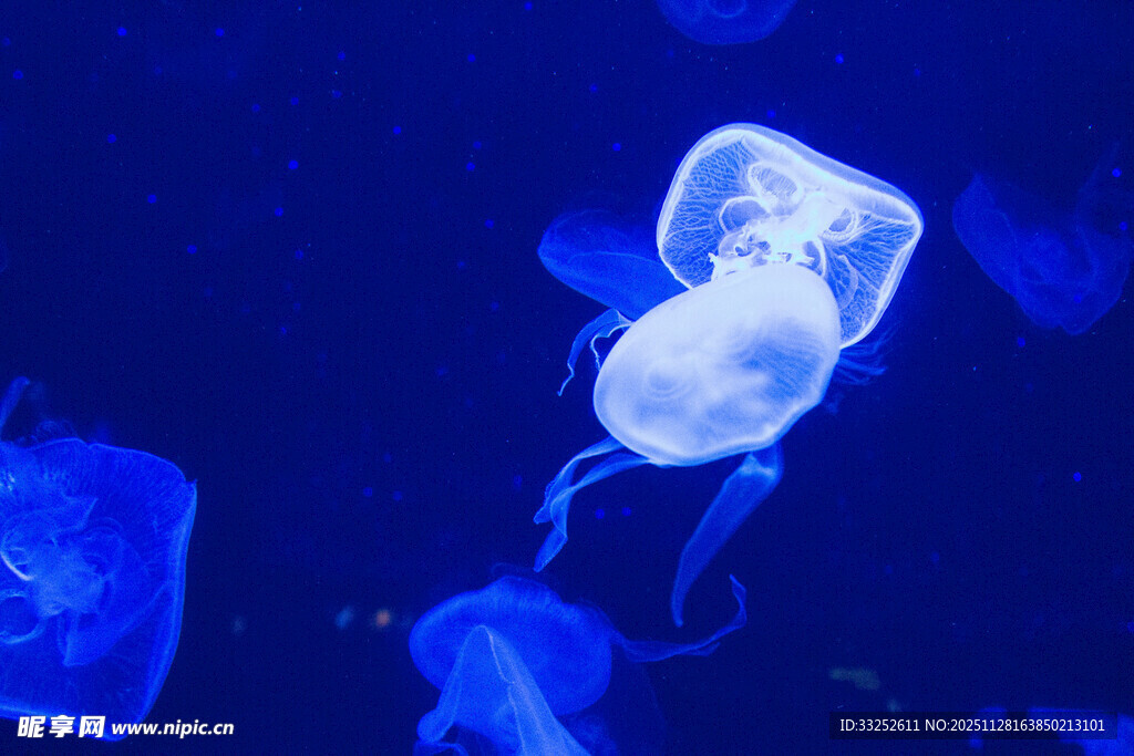 梦幻蓝色水母在水中游动
