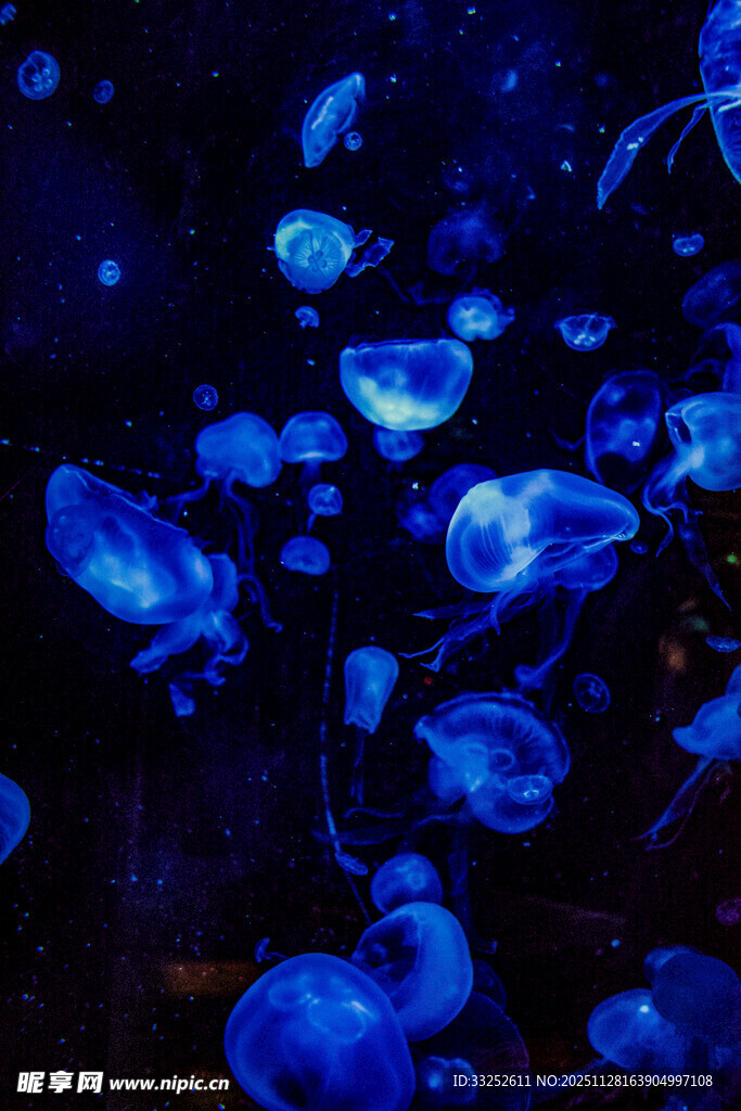 梦幻蓝色水母群
