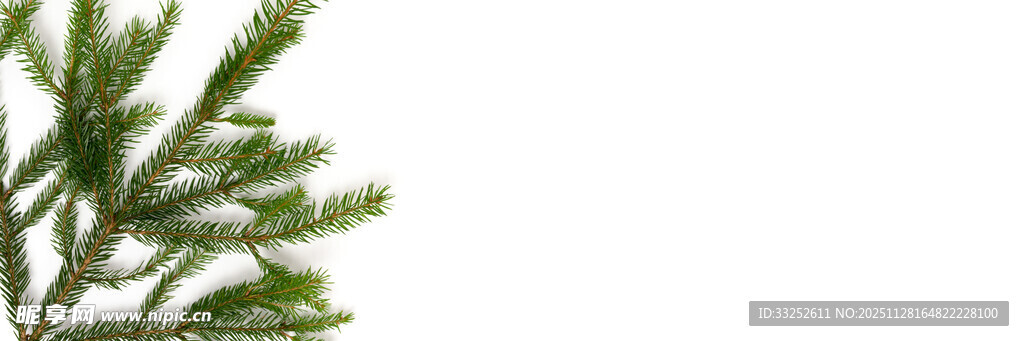 翠绿松枝特写