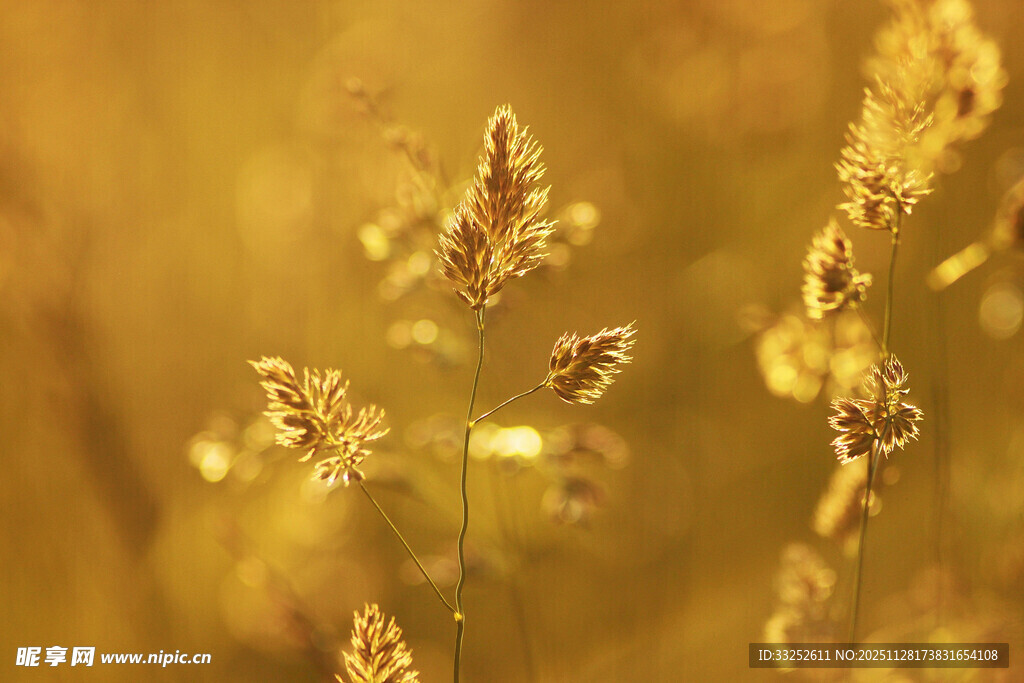 秋日金黄野草特写
