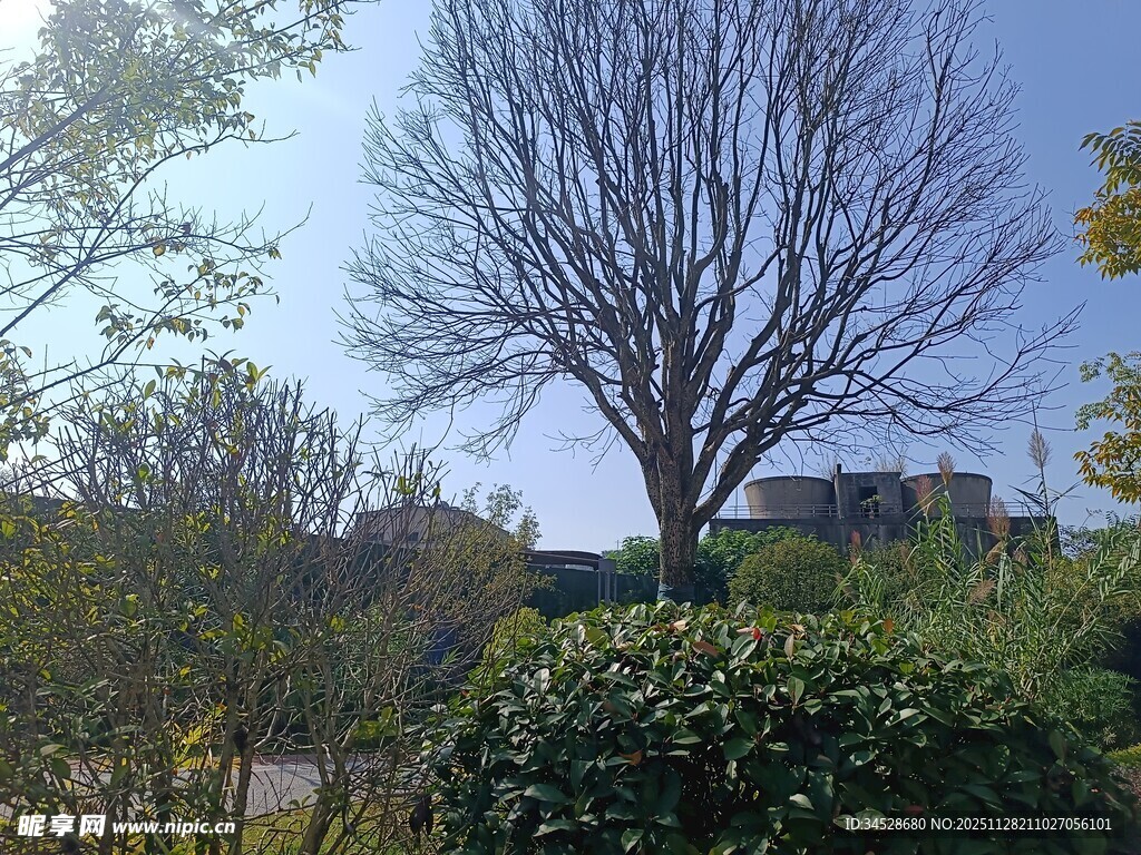 冬日公园枯树与绿植景观