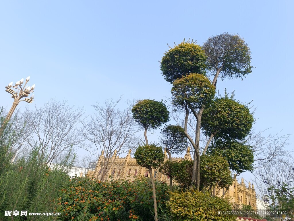 造型独特的景观树木