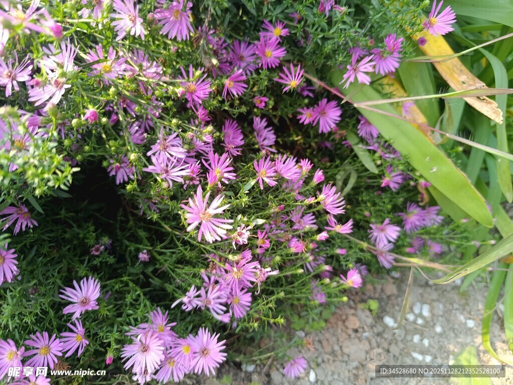 紫色小花簇拥的美丽景致