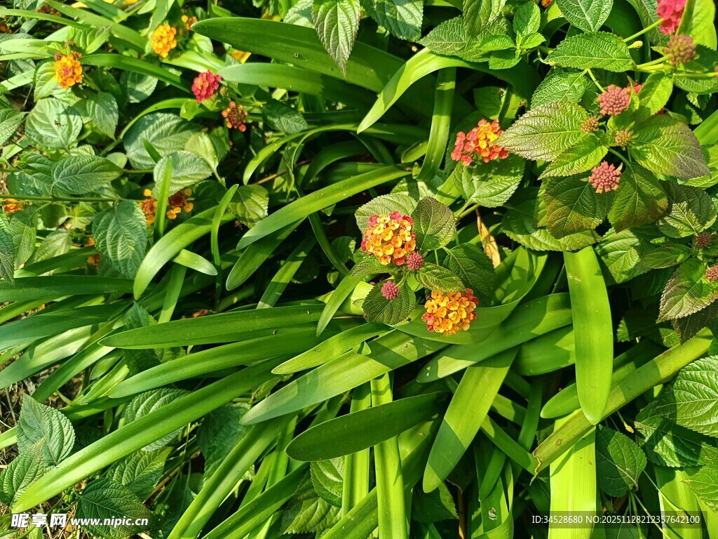 绿叶间的多彩果实