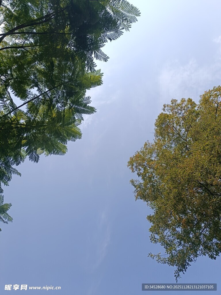 仰视绿树蓝天美景