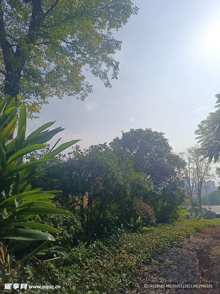 阳光照耀下的绿意园林