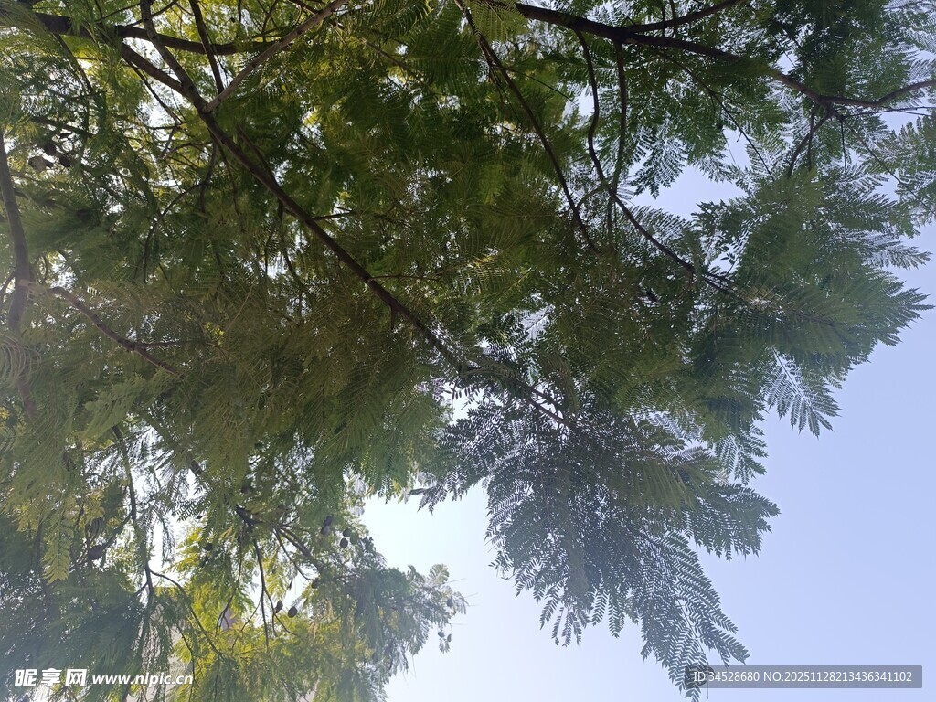 仰视翠绿繁茂的树枝