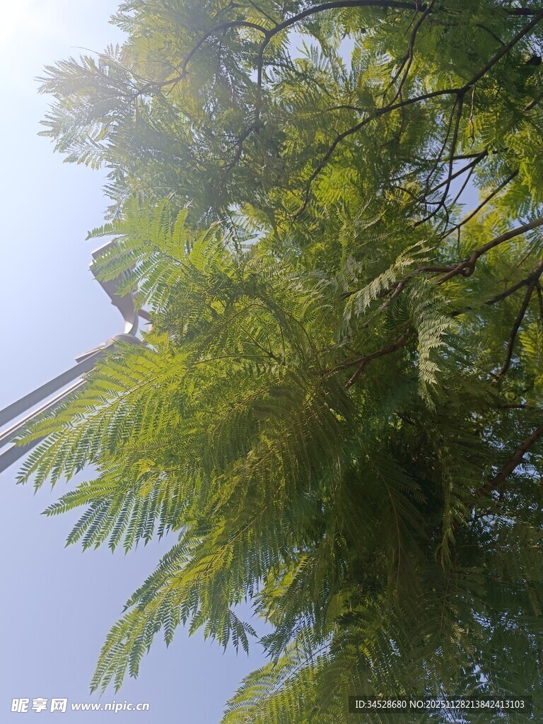 仰视翠绿繁茂的树木枝叶