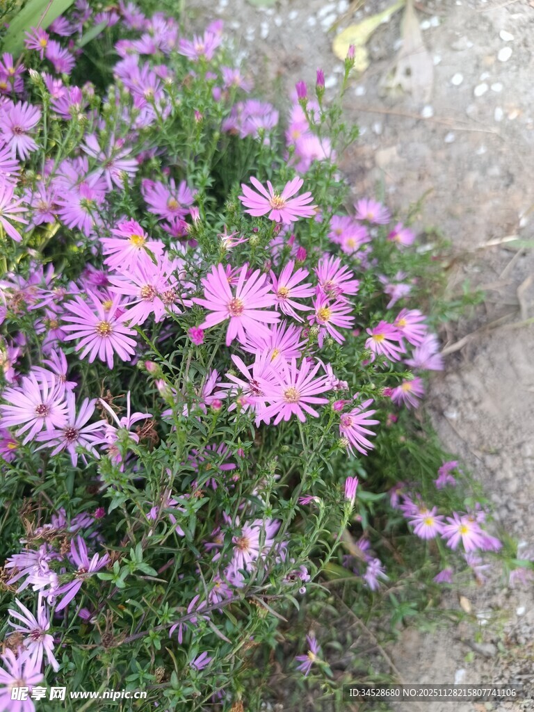 路边绽放的美丽紫色小花