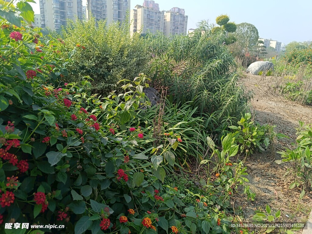 城市边的野趣植物景观