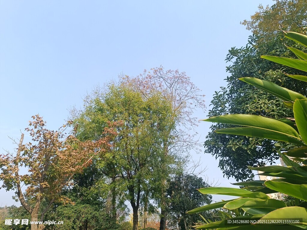 户外繁茂树林风景