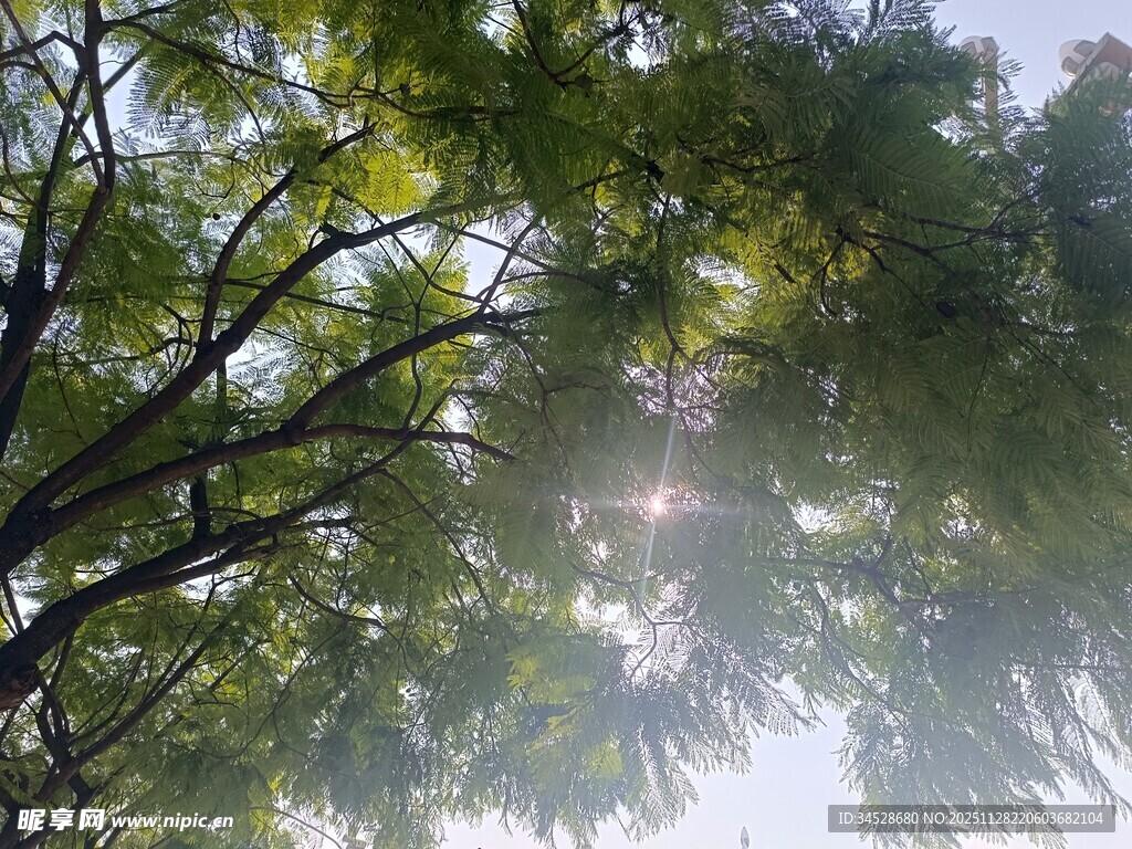 阳光透过树叶洒下的美景