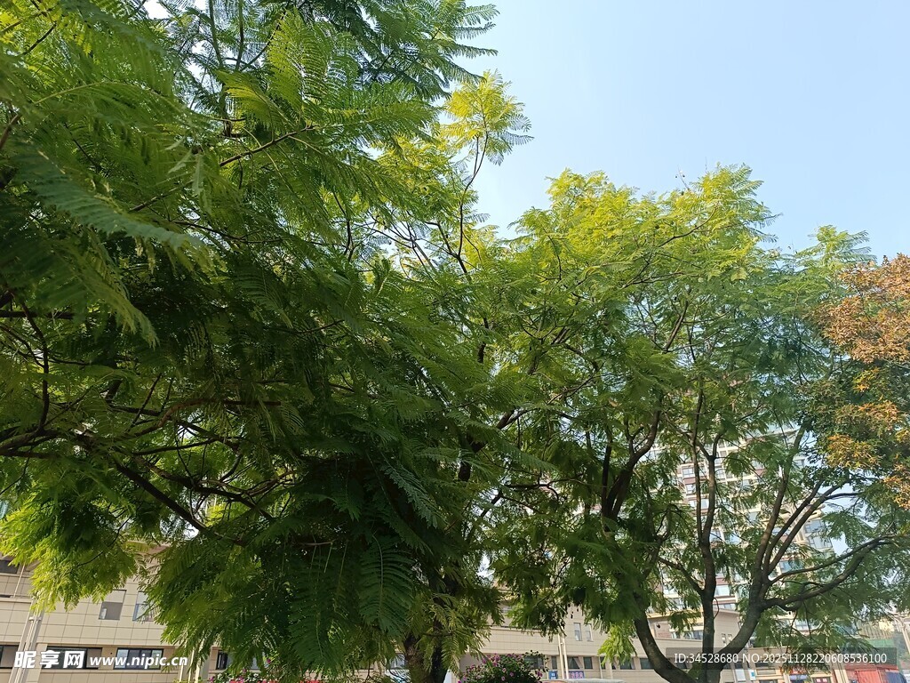 夏日绿树蓝天景致