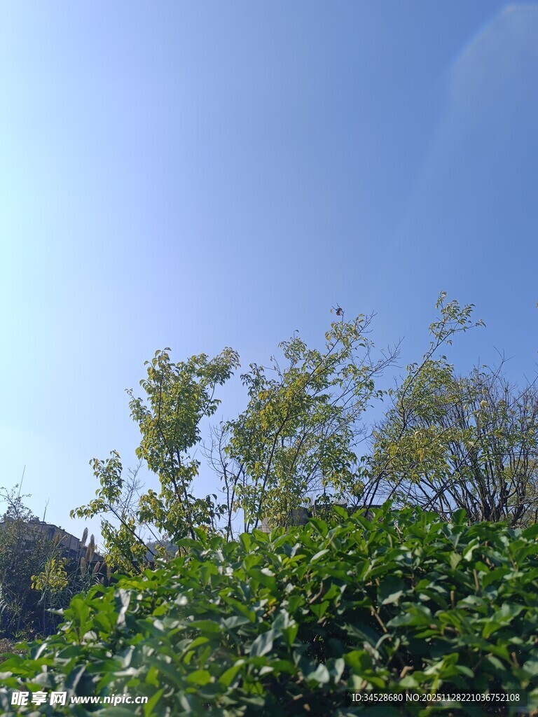 蓝天绿叶的清新景致