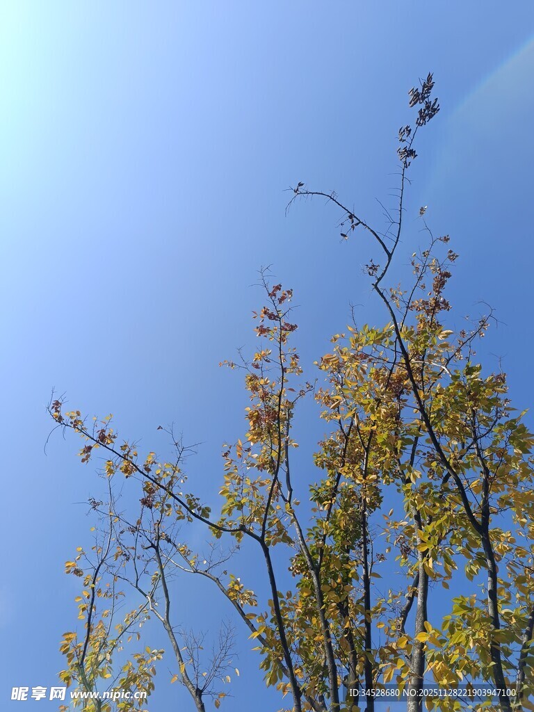 蓝天映衬下的金黄树枝