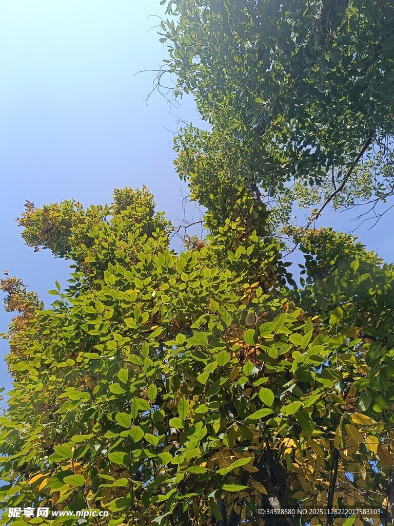 蓝天映衬下的葱郁绿树