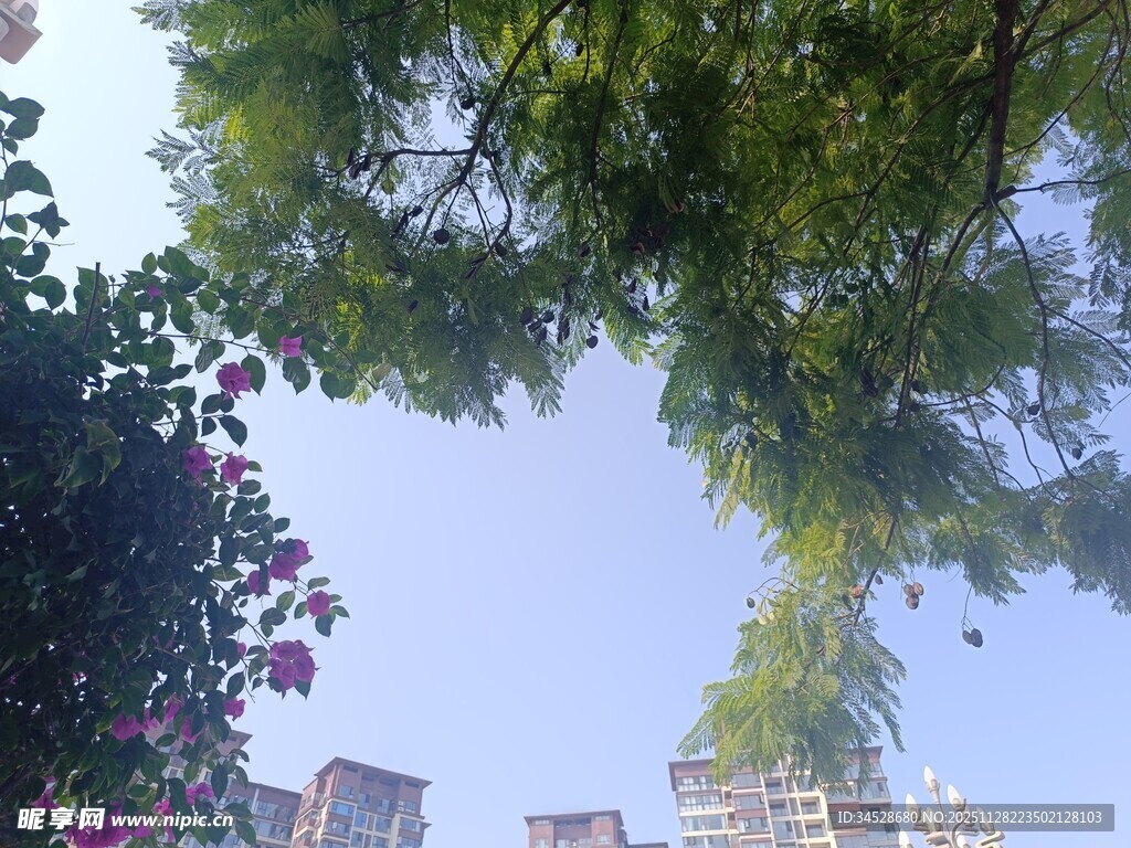 绿树繁花映衬下的城市天际