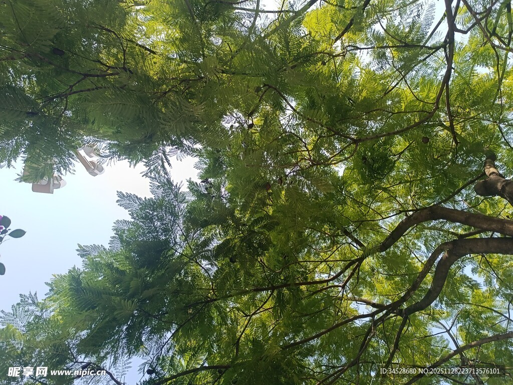 仰视繁茂树冠