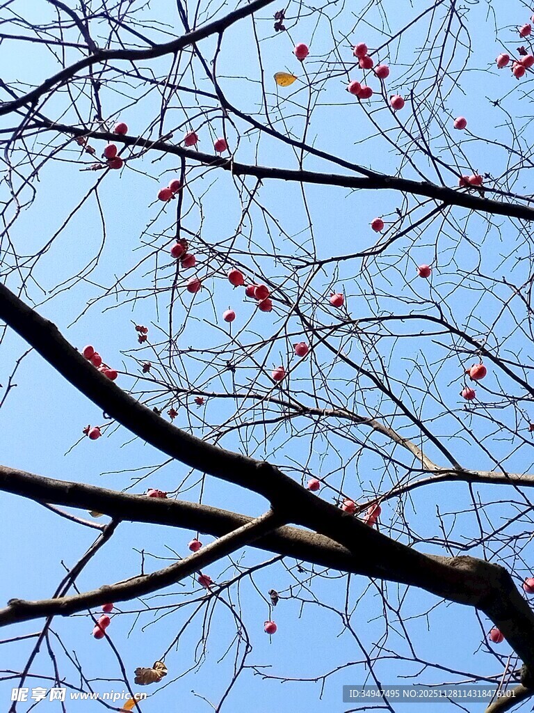 枝头红柿映蓝天