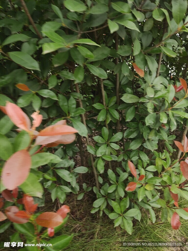 红绿相间的繁茂植物