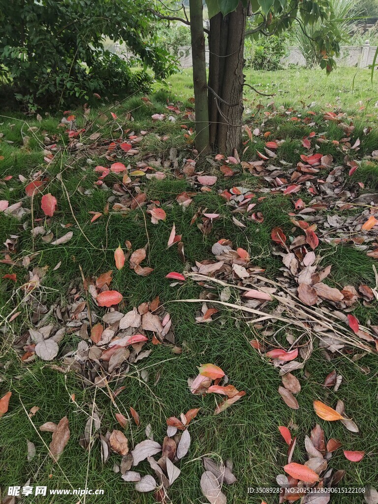 林间落叶铺就诗意景致