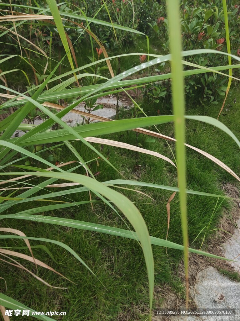 翠绿修长的草本植物景观