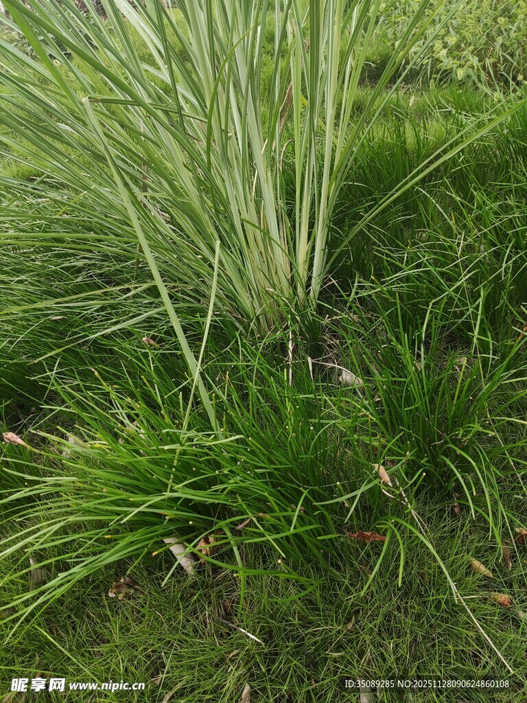 翠绿丛生的观赏草植物